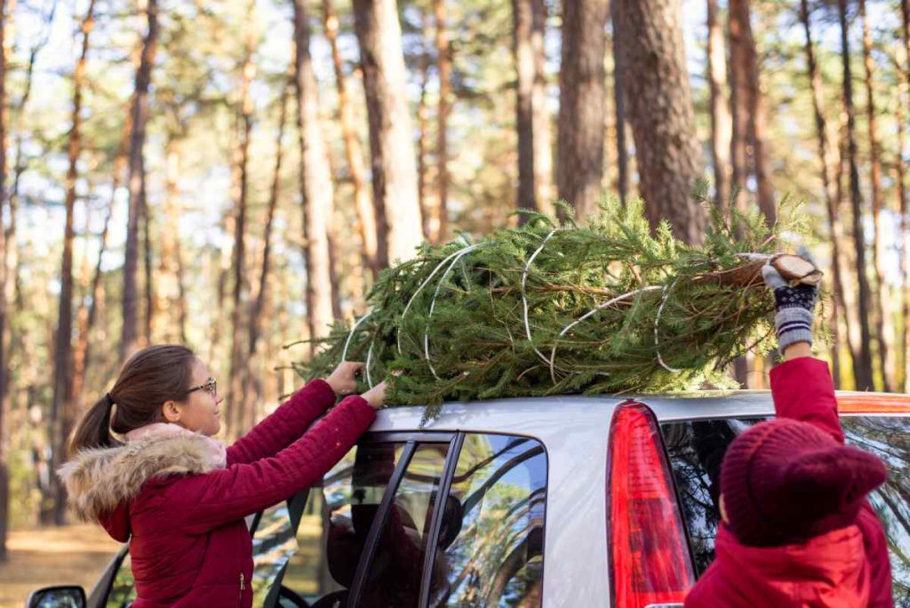 A family ties a Christmas tree to the top of their new car